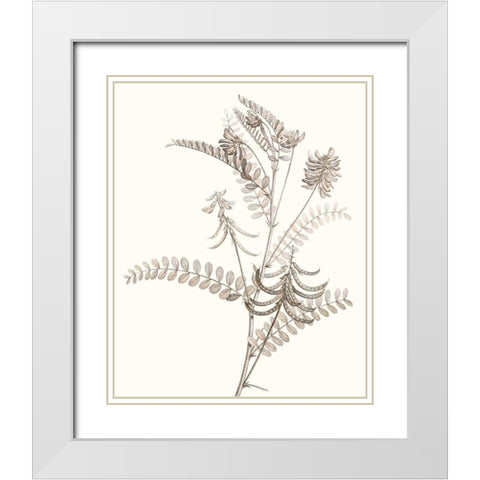 Neutral Botanical Study VII White Modern Wood Framed Art Print with Double Matting by Vision Studio