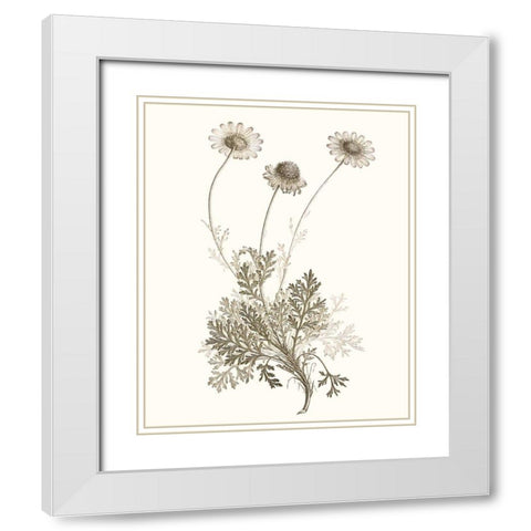 Neutral Botanical Study VIII White Modern Wood Framed Art Print with Double Matting by Vision Studio