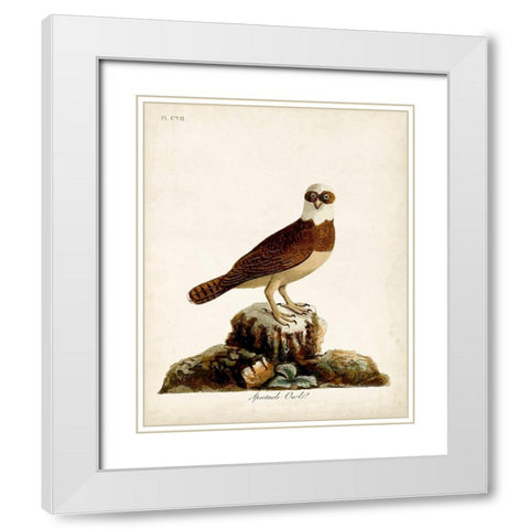 Spectacle Owl White Modern Wood Framed Art Print with Double Matting by Latham, John