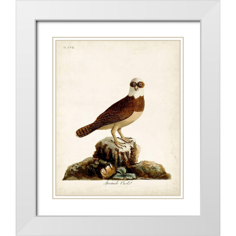 Spectacle Owl White Modern Wood Framed Art Print with Double Matting by Latham, John