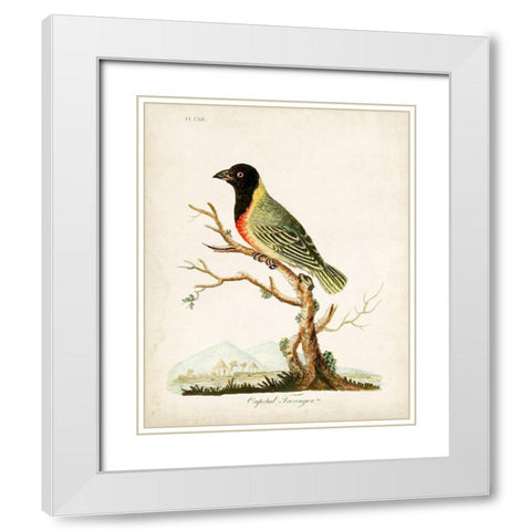Capital Tanager White Modern Wood Framed Art Print with Double Matting by Latham, John