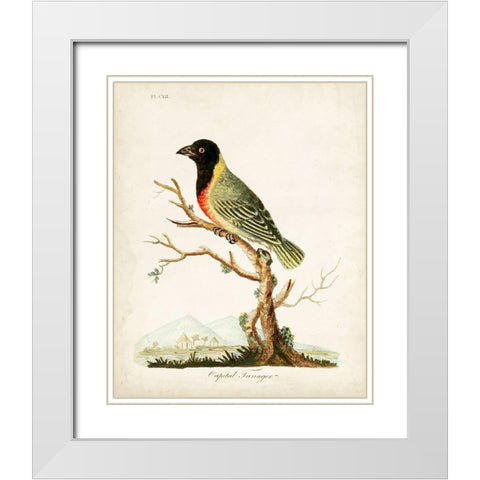 Capital Tanager White Modern Wood Framed Art Print with Double Matting by Latham, John