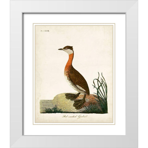 Red-Necked Grebe White Modern Wood Framed Art Print with Double Matting by Latham, John