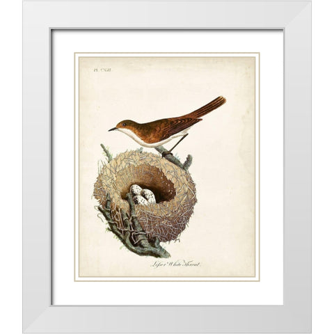 Lesser White-Throat and Nest White Modern Wood Framed Art Print with Double Matting by Latham, John
