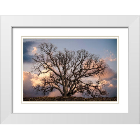 Grand Oak Tree II White Modern Wood Framed Art Print with Double Matting by Perry, Rachel