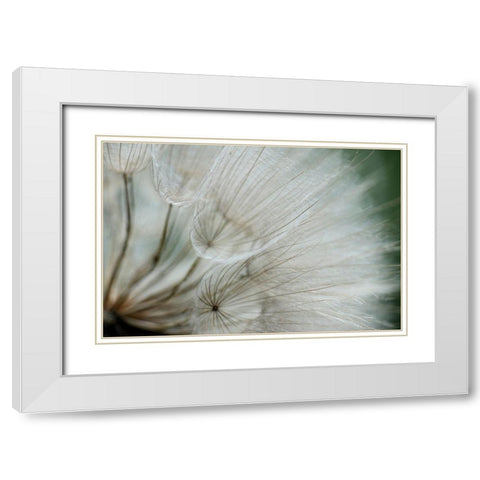 Macro Dandilion VI White Modern Wood Framed Art Print with Double Matting by Stramel, Renee W.