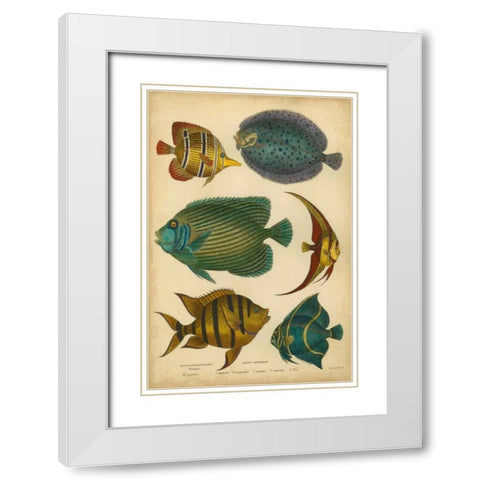 Goldsmiths Spinous Fishes White Modern Wood Framed Art Print with Double Matting by Goldsmith