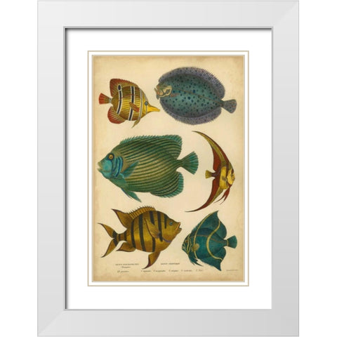 Goldsmiths Spinous Fishes White Modern Wood Framed Art Print with Double Matting by Goldsmith