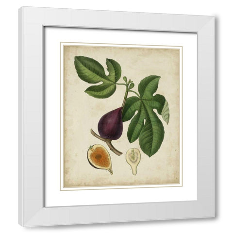 Non-Embellished Antique Fig Tree White Modern Wood Framed Art Print with Double Matting by Weddell