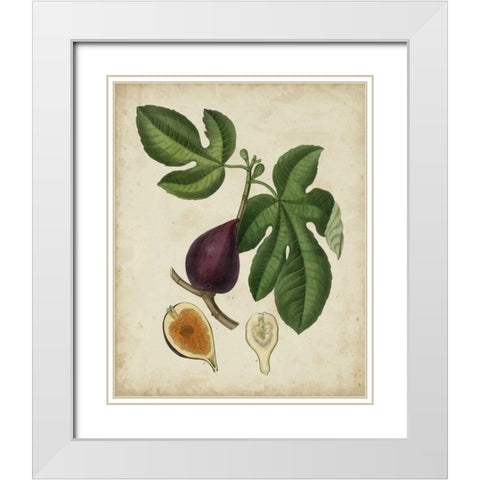 Non-Embellished Antique Fig Tree White Modern Wood Framed Art Print with Double Matting by Weddell