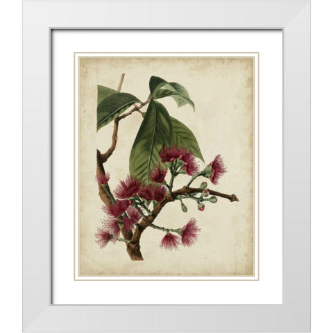Non-Embellished Antique Fringe Tree White Modern Wood Framed Art Print with Double Matting by Weddell