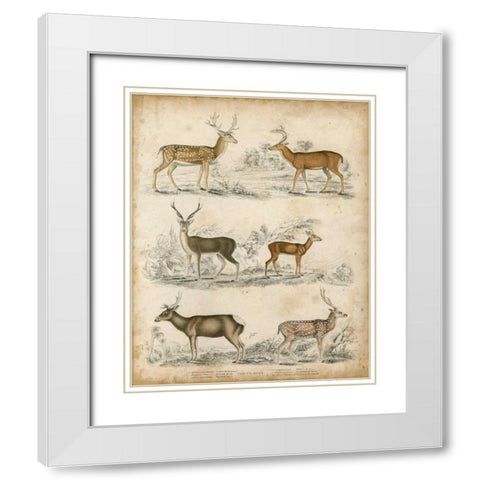 Non-Embellished Species of Deer White Modern Wood Framed Art Print with Double Matting by Unknown