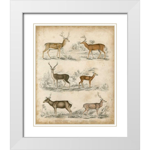 Non-Embellished Species of Deer White Modern Wood Framed Art Print with Double Matting by Unknown