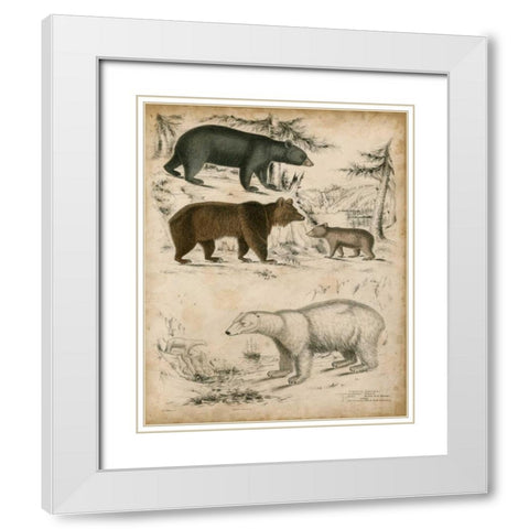 Non-Embellished Species of Bear White Modern Wood Framed Art Print with Double Matting by Unknown