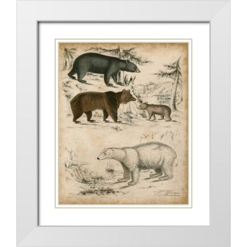 Non-Embellished Species of Bear White Modern Wood Framed Art Print with Double Matting by Unknown