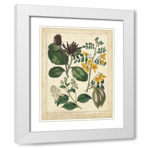 Non-Embellish Enchanted Garden I White Modern Wood Framed Art Print with Double Matting by Edwards, Sydenham