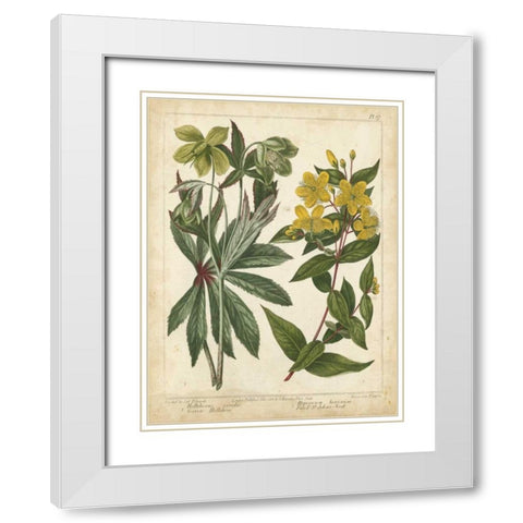 Non-Embellish Enchanted Garden III White Modern Wood Framed Art Print with Double Matting by Edwards, Sydenham