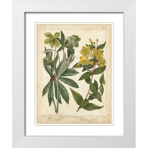 Non-Embellish Enchanted Garden III White Modern Wood Framed Art Print with Double Matting by Edwards, Sydenham