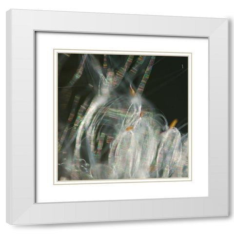 Fairy Dance I White Modern Wood Framed Art Print with Double Matting by Hunt, Gillian