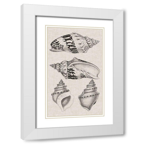 Charcoal and Linen Shells IV White Modern Wood Framed Art Print with Double Matting by Vision Studio