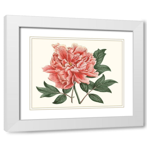 Peony Blush I White Modern Wood Framed Art Print with Double Matting by Curtis