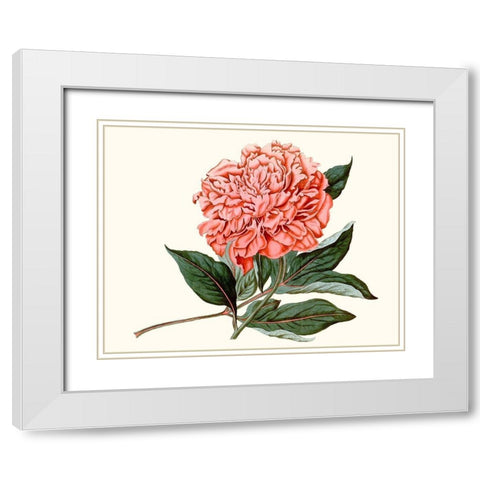 Peony Blush II White Modern Wood Framed Art Print with Double Matting by Curtis