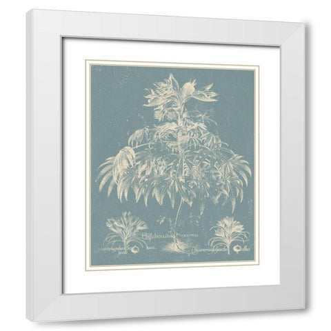 Delicate Besler Botanical I White Modern Wood Framed Art Print with Double Matting by Vision Studio