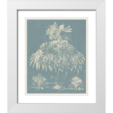 Delicate Besler Botanical I White Modern Wood Framed Art Print with Double Matting by Vision Studio