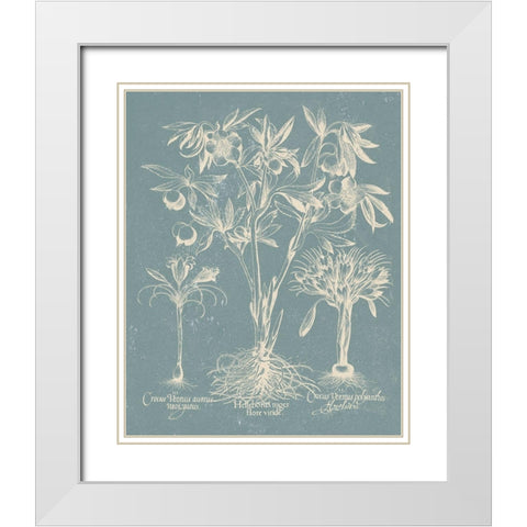 Delicate Besler Botanical II White Modern Wood Framed Art Print with Double Matting by Vision Studio