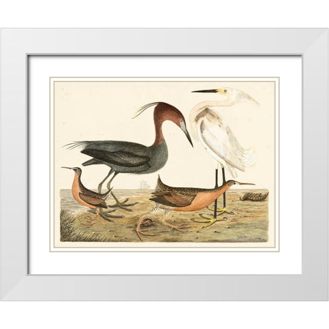 Heron Family IV White Modern Wood Framed Art Print with Double Matting by Wilson, Alexander
