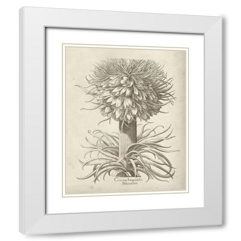 Fresco Crown Imperial I White Modern Wood Framed Art Print with Double Matting by Vision Studio