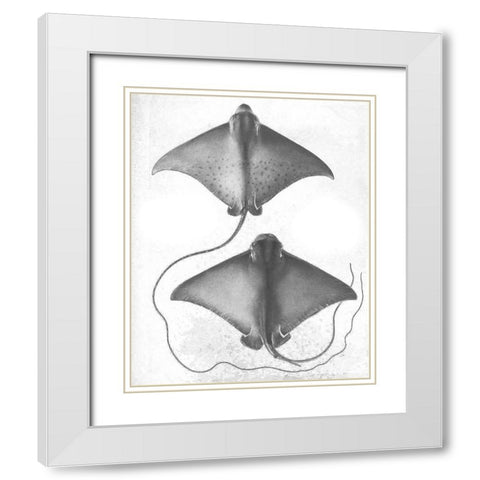 Grey-Scale Stingrays I White Modern Wood Framed Art Print with Double Matting by Studio W