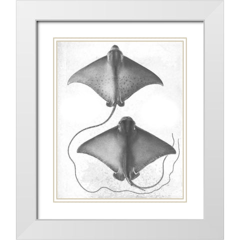 Grey-Scale Stingrays I White Modern Wood Framed Art Print with Double Matting by Studio W