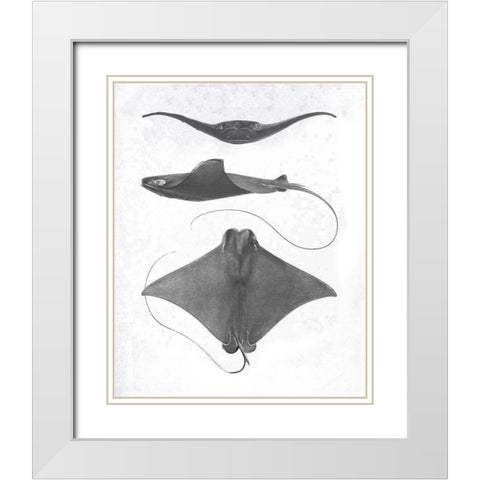 Grey-Scale Stingrays II White Modern Wood Framed Art Print with Double Matting by Studio W