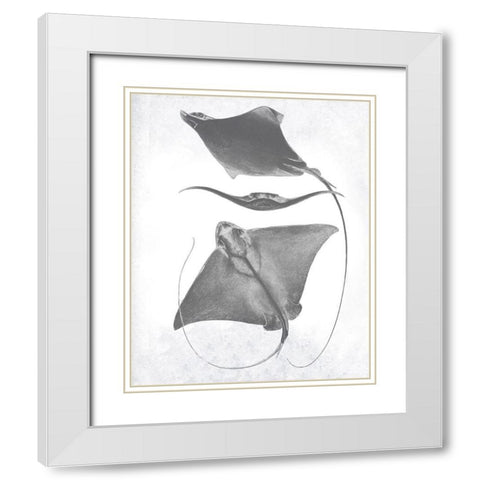 Grey-Scale Stingrays III White Modern Wood Framed Art Print with Double Matting by Studio W