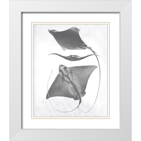 Grey-Scale Stingrays III White Modern Wood Framed Art Print with Double Matting by Studio W