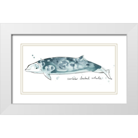 Cetacea Cuviers Beaked Whale White Modern Wood Framed Art Print with Double Matting by Vess, June Erica