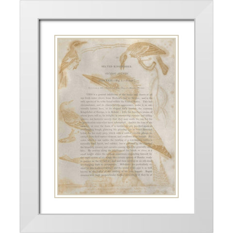 Ornithology Impressions I White Modern Wood Framed Art Print with Double Matting by Wilson, Alexander