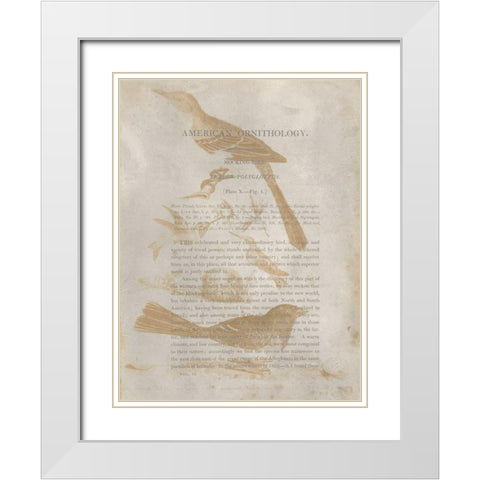 Ornithology Impressions III White Modern Wood Framed Art Print with Double Matting by Wilson, Alexander