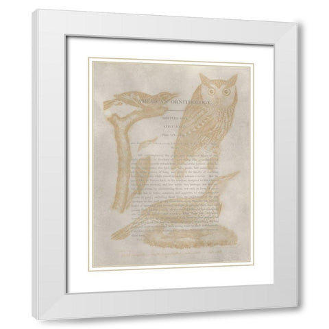 Ornithology Impressions VI White Modern Wood Framed Art Print with Double Matting by Wilson, Alexander