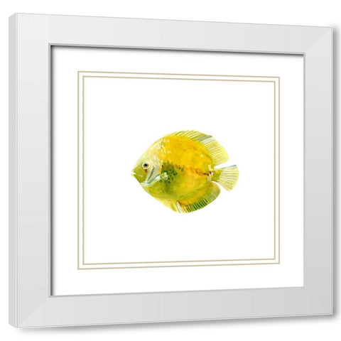 Discus Fish I White Modern Wood Framed Art Print with Double Matting by Scarvey, Emma