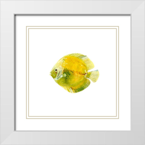 Discus Fish I White Modern Wood Framed Art Print with Double Matting by Scarvey, Emma