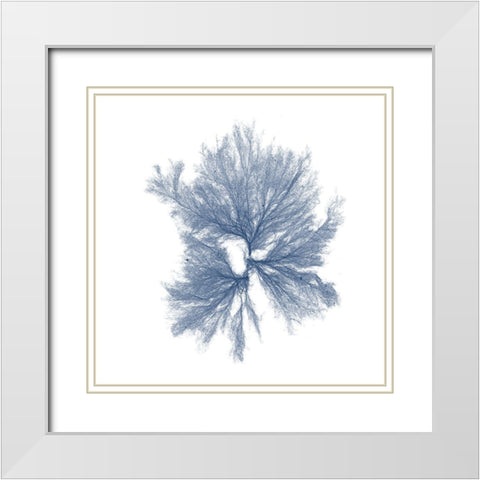Navy Seaweed III White Modern Wood Framed Art Print with Double Matting by Vision Studio