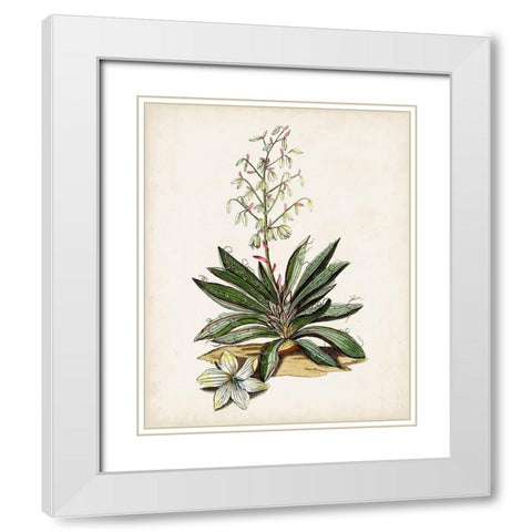 Antique Botanical Study I White Modern Wood Framed Art Print with Double Matting by Unknown