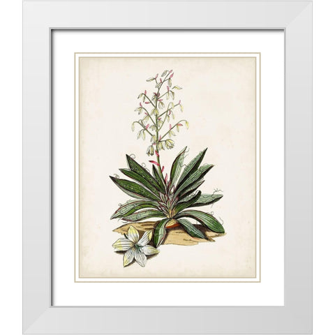 Antique Botanical Study I White Modern Wood Framed Art Print with Double Matting by Unknown