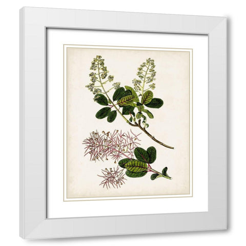 Antique Botanical Study II White Modern Wood Framed Art Print with Double Matting by Unknown