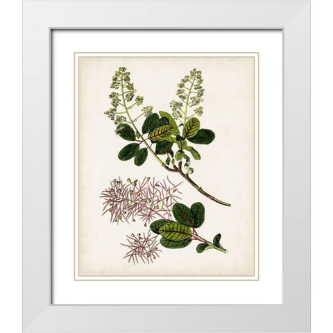 Antique Botanical Study II White Modern Wood Framed Art Print with Double Matting by Unknown
