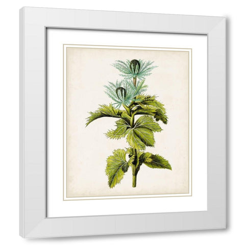 Antique Botanical Study III White Modern Wood Framed Art Print with Double Matting by Unknown