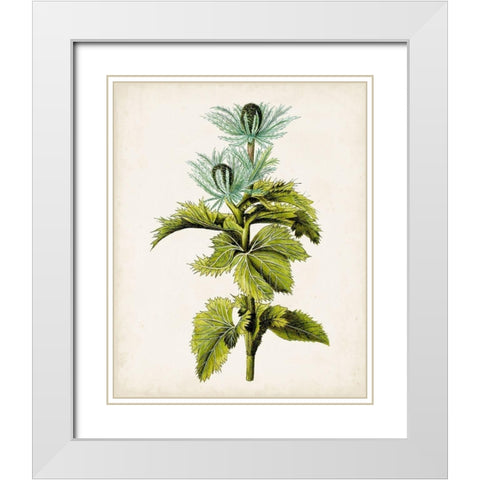 Antique Botanical Study III White Modern Wood Framed Art Print with Double Matting by Unknown