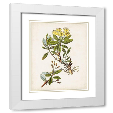 Antique Botanical Study IV White Modern Wood Framed Art Print with Double Matting by Unknown